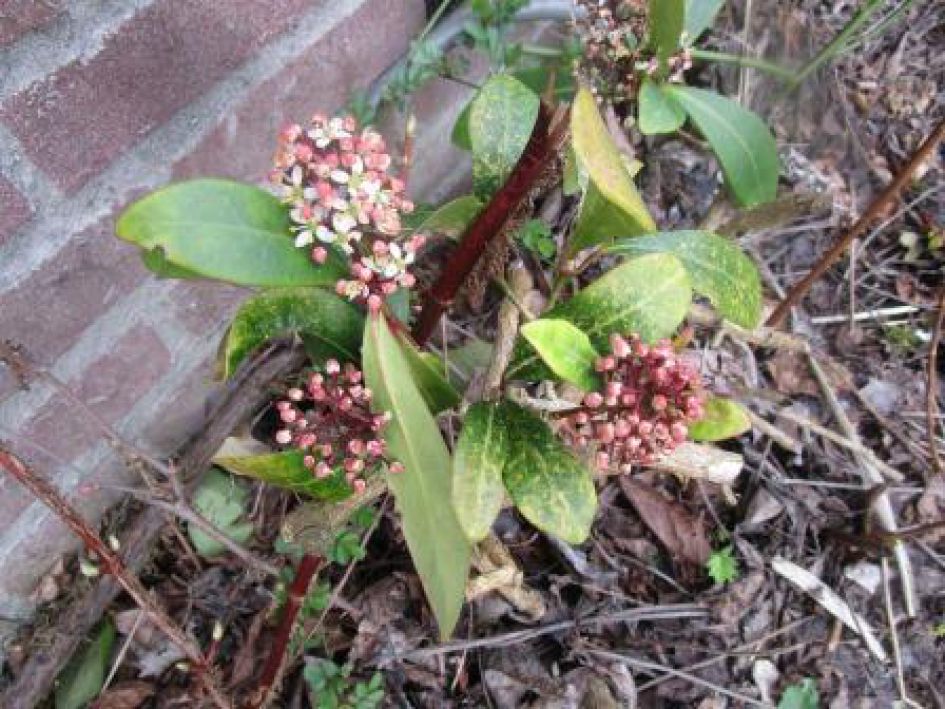 Verwaarloosde struik